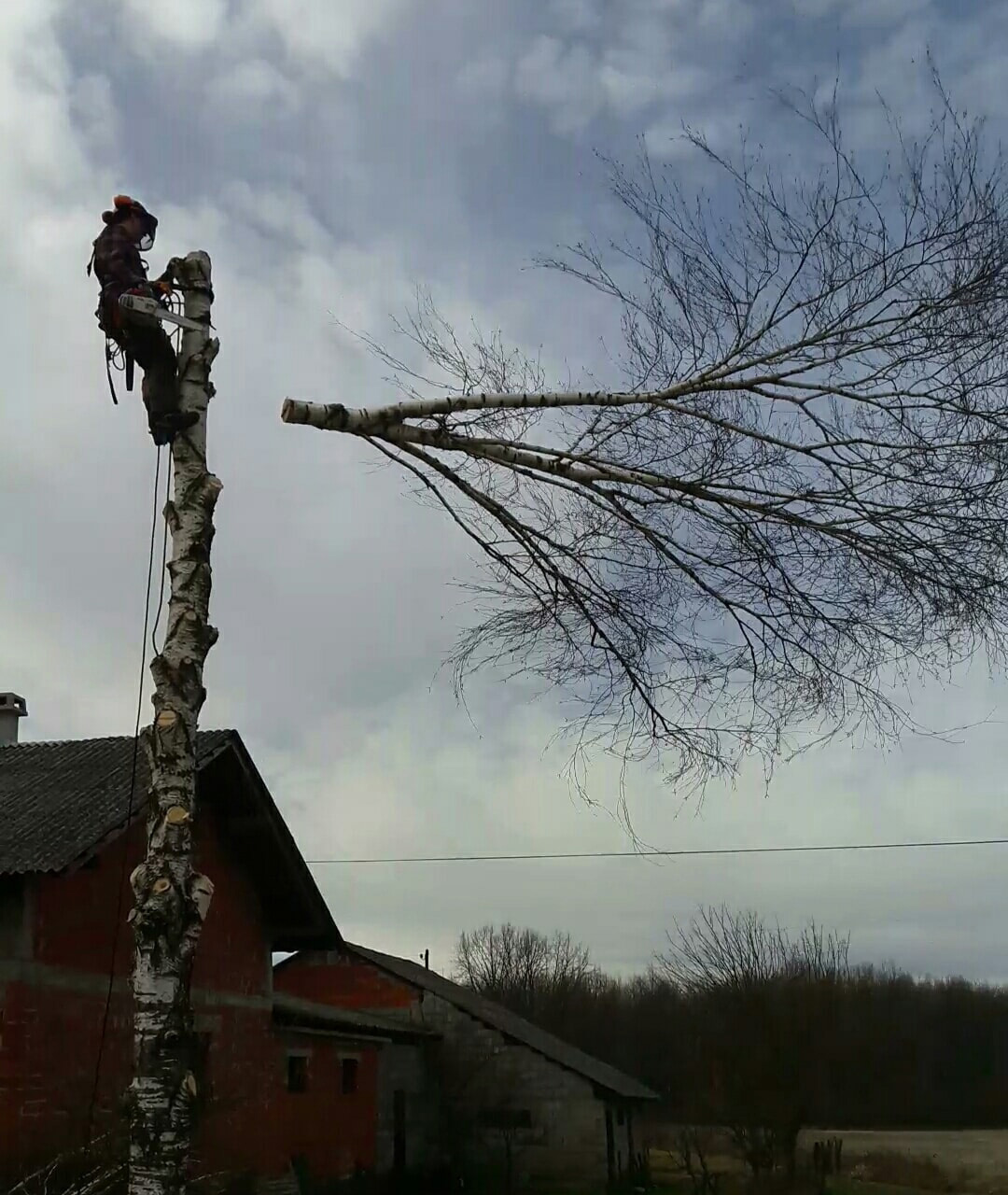 tnt uklanjanje grana