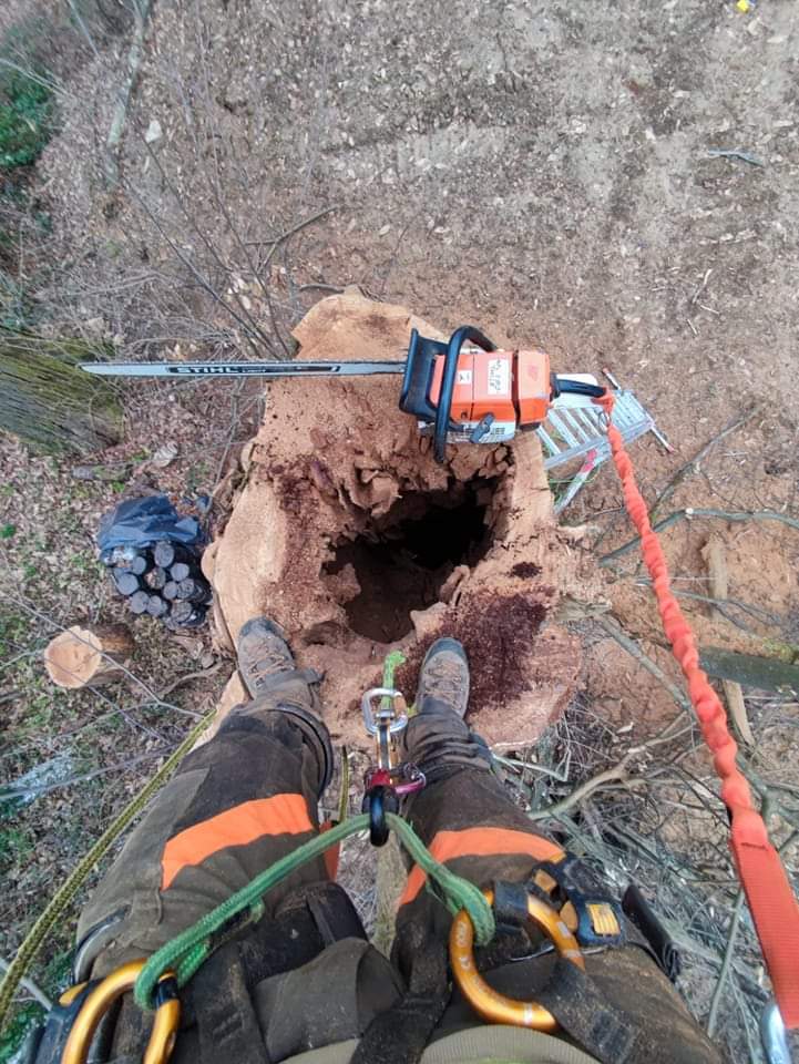 tnt rusenje stabala